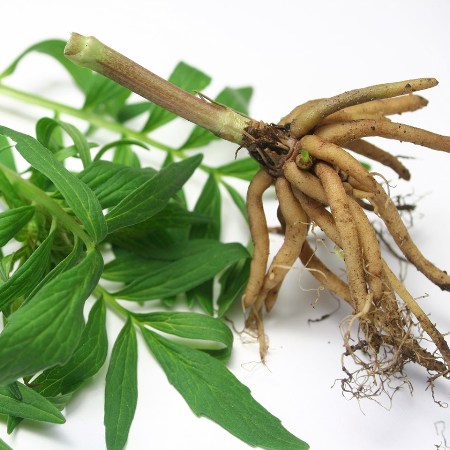 Valerian Root Essential Oil 5